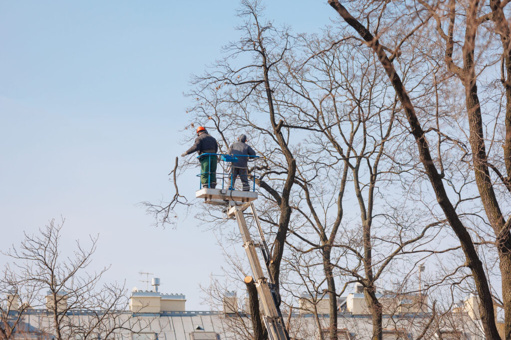 The Best Tree Service in Slidell