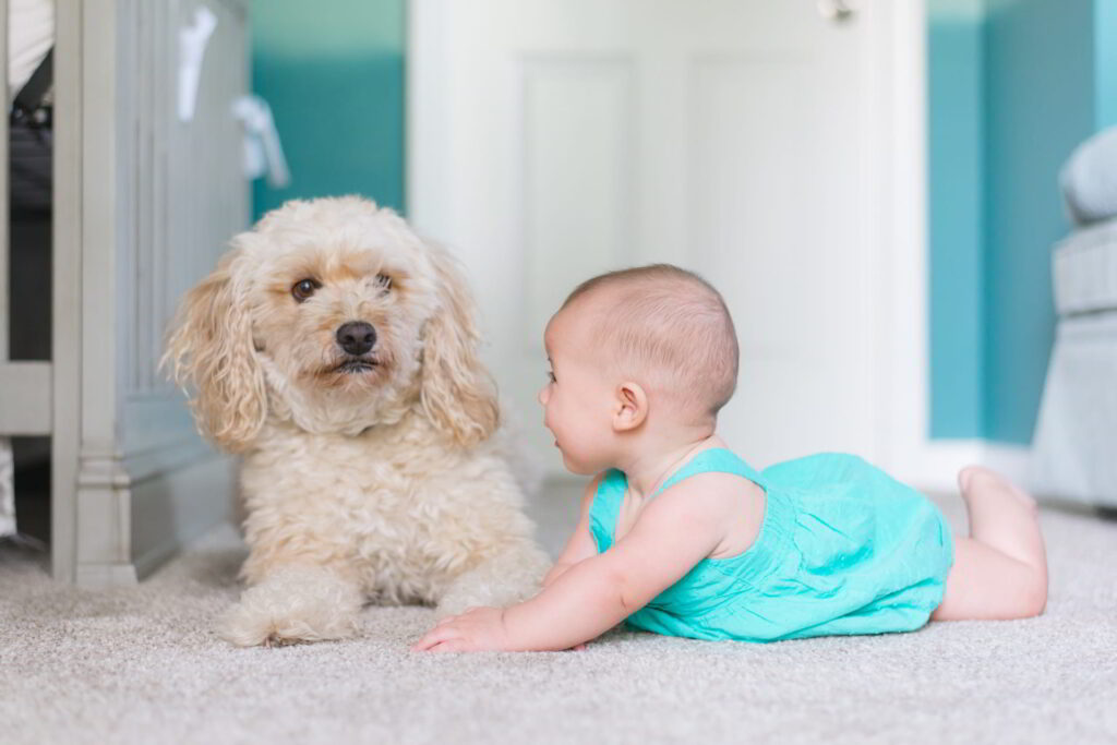 The Premier Carpet Cleaning Service in Gulfport