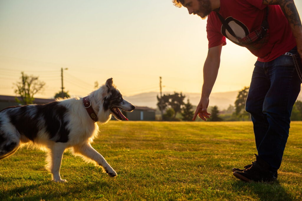Dog boarding and training 2