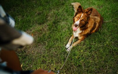 How to train a dog to walk on a leash 3 10 Dog Boarding and Training Benefits in One Reliable Facility