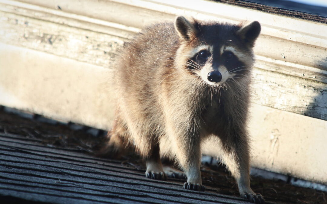 Animal Control for nuisance wildlife