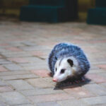 opossum