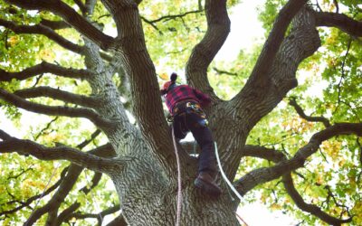 Top 10 Tree Services in Asheville, NC (2025 Edition)
