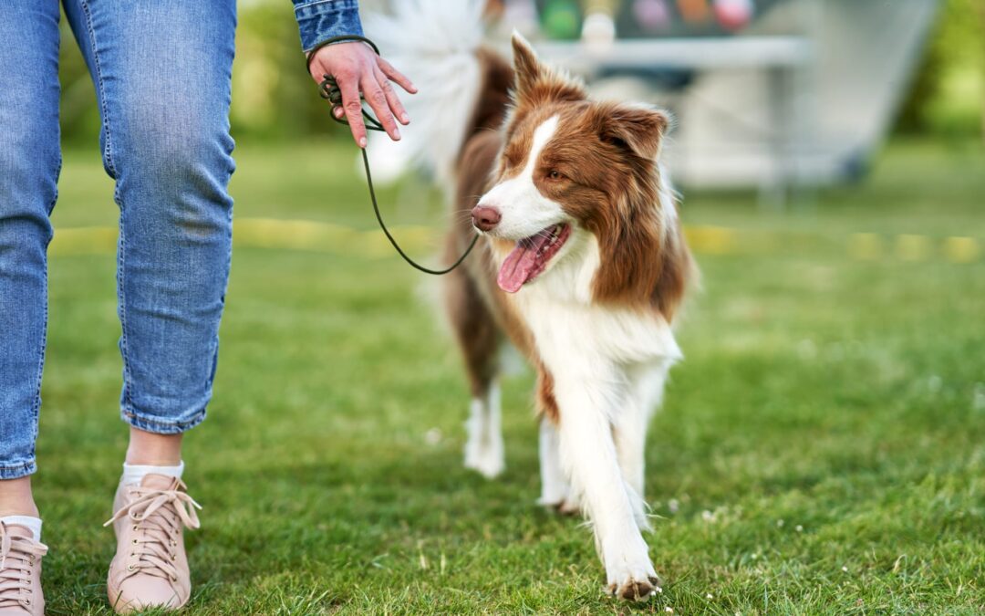 training a dog to walk on a leash