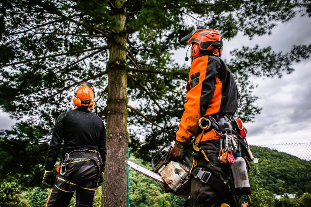 Arborist-Certified Tree Service