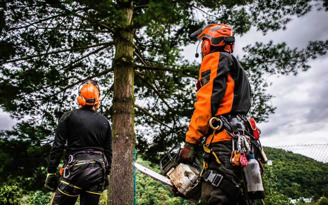 Arborist-Certified Tree Service