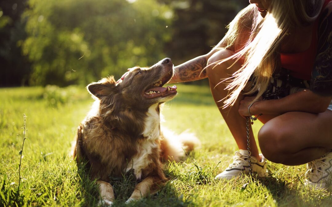 Dog boarding and training