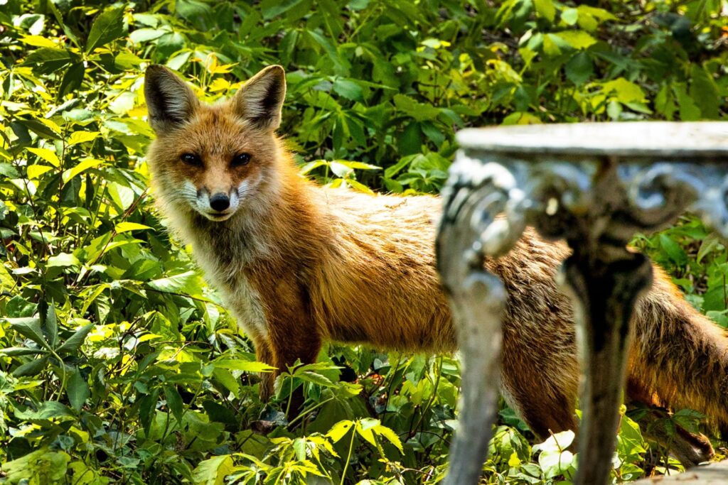 Fox
