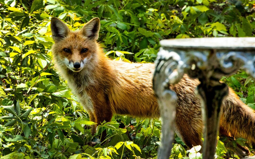 Fox