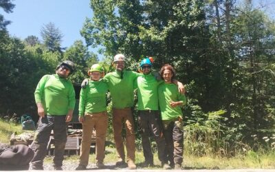 Precision Arborcare: Voted Best Tree Service in Asheville 2026