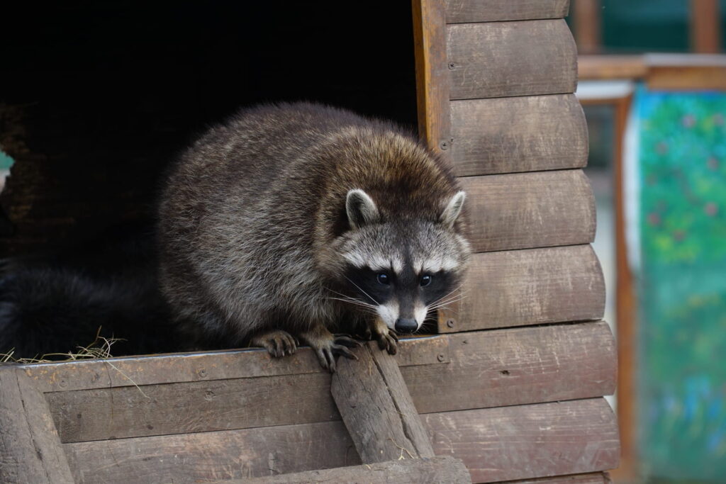 raccoon-in-a structure
