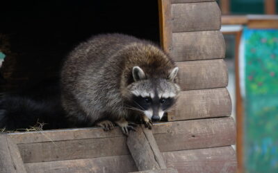 raccoon in a structure Top 10 Animal Control Services in Slidell, LA (2025 Edition)