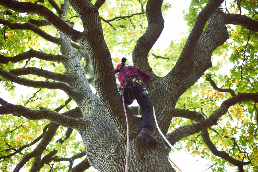 Hire Certified Arborists for Your Tree Services Arborist doing tree services