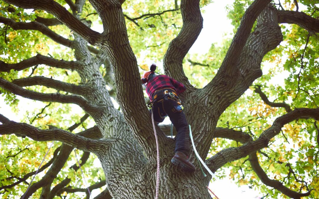 Arborist doing tree services
